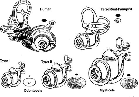 [PDF] STRUCTURE AND FUNCTION IN WHALE EARS | Semantic Scholar