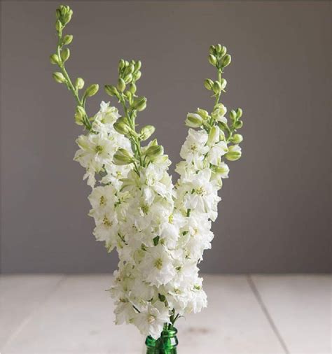 Buy Larkspur Flower Seeds | White larkspur, Larkspur flower, Larkspur