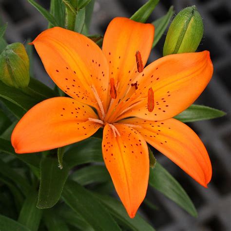 Orange Asiatic Lily | Orange lily flower, Asiatic lilies, Day lilies