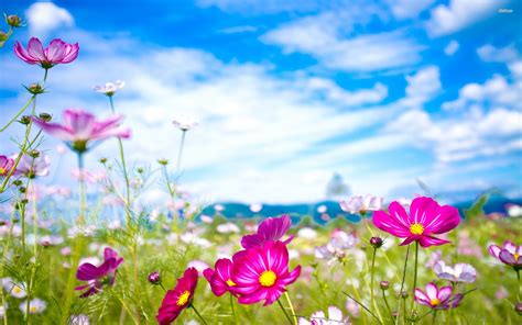 Flower Desktop Backgrounds (60+ images)