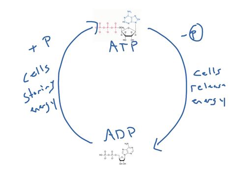 Atp Cycle