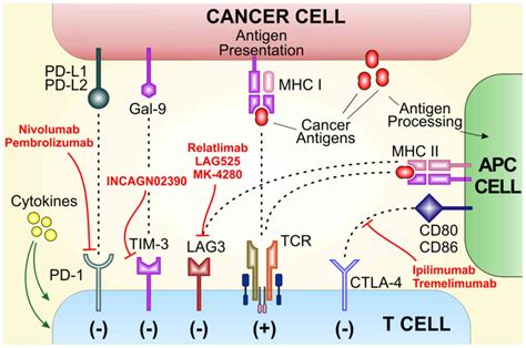 Cutaneous melanoma and the immunotherapy revolution (Review)