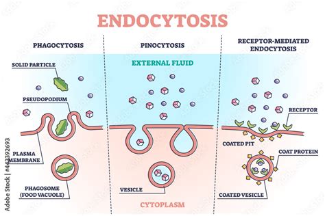 Endocytosis process with closeup cell side view in anatomical outline diagram. Phagocytosis ...