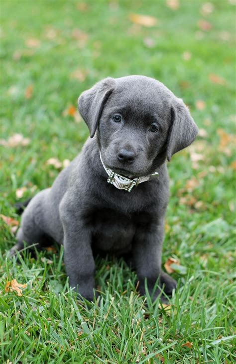 Our Beautiful silver Lab on the day she came home! #labradorgrey | Labrador retriever, Labrador ...