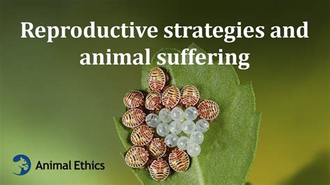 Reproductive strategies and animal suffering - YouTube