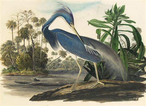 Audubon’s Original Watercolors on Display at the New York Historical Society | Audubon