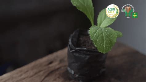 How to grow mustasa – Agriculture Monthly