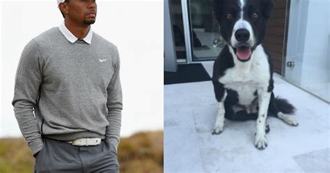 Tiger Woods' dog Taz headed for ACL surgery after master's brutal U.S ...