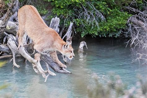 Puma, Torres del Paine, Chile - Far South Expeditions