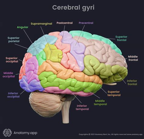 Brain | Encyclopedia | Anatomy.app | Learn anatomy | 3D models, articles, and quizzes