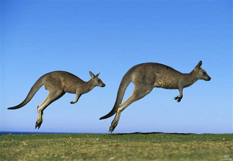 This is a kangaroo. Wait, is it a wallaby? - Australian Times News