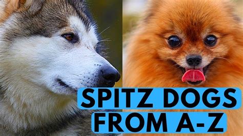 All Spitz Dog Breeds List (from A to Z) – ruffeodrive