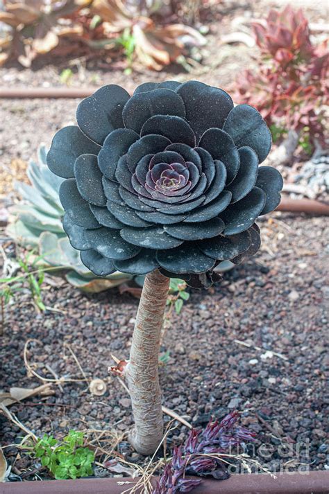 Black Rose (aeonium Arboreum) Photograph by Photostock-israel/science Photo Library