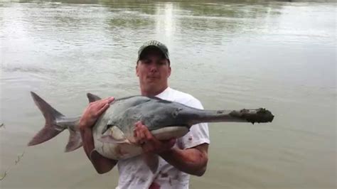 How to Snag a Paddlefish (Spoonbill) [A walkthrough with commentary ...