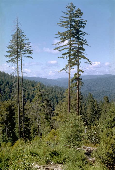 5 Largest and Tallest Trees in the World - Largest.org