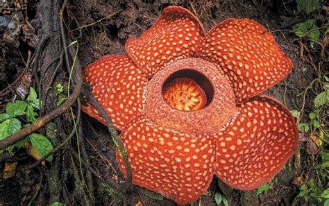 Giant Rotten-Smelling Parasite Flower Rafflesia Evokes Host Defenses ...