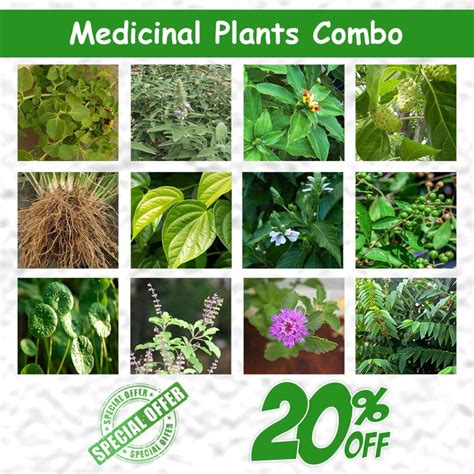 Medicinal Plants Combo - Santhi Online Plants Nursery