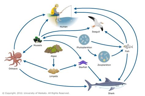 What Are An Octopus' Predators? - OctoNation - The Largest Octopus Fan Club!