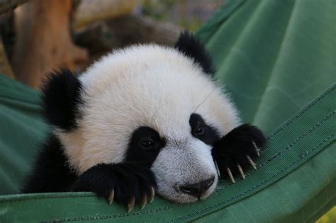 At eight months old, Toronto Zoo panda cubs starting to like bamboo - CityNews Toronto