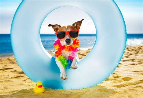 Hot tips to help your pet stay cool in the summer heat!