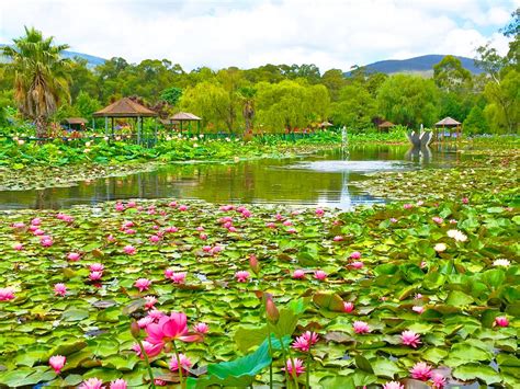 Discover The Beauty Of Blue Lotus Water Garden This Summer