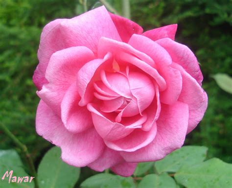 Bunga Mawar Merah Muda - Pink Rose Photos - Alam Mentari