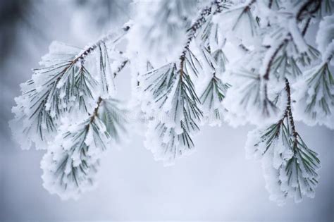 Snow Covered Leaves In Winter Royalty Free Stock Photos - Image: 4040188