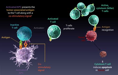 Kidney Cancer treatment in Delhi, India - Kidney cancer immunotherapy