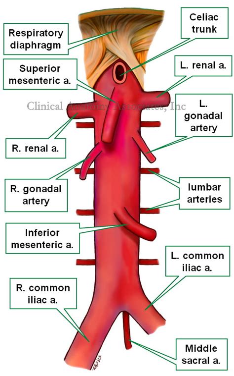 Abdominal aorta