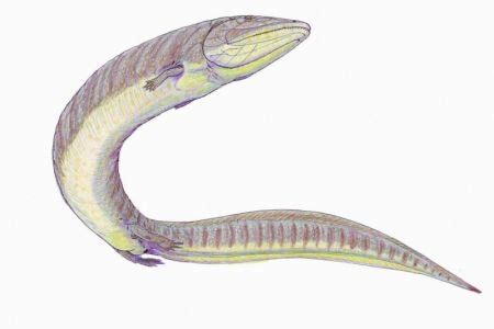 Palaeos Vertebrates Reptiliomorpha: Embolomeri