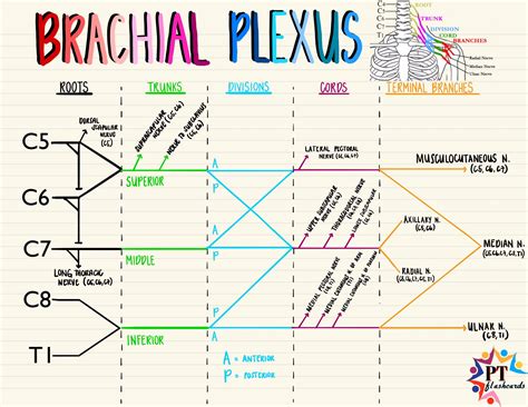 Brachial Plexus Schematic