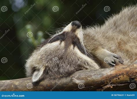 Raccoon stock image. Image of curiosity, sleeping, rest - 58796631