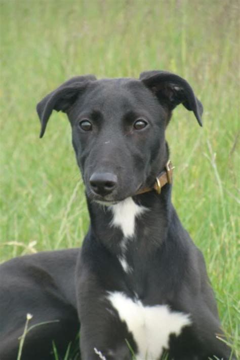 black whippet - Google Search | Whippet, Pets, Animals