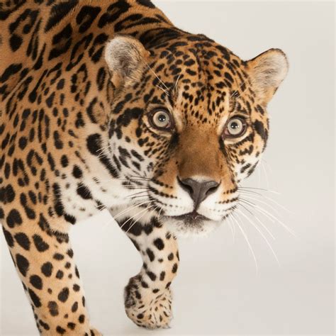 Jaguar, facts and photos