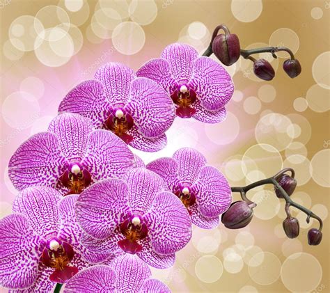 Closeup of orchid flower — Stock Photo © MaxPayne #8393405