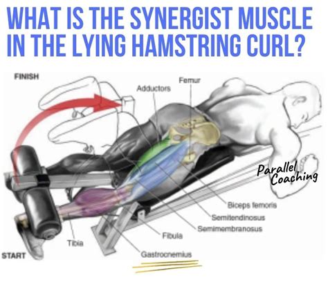 What is the Synergist Muscle in the Lying Hamstring Curl exercise ...