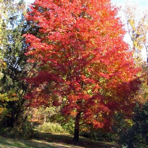 Maple Red 5 Gallon - Cofer's Home & Garden