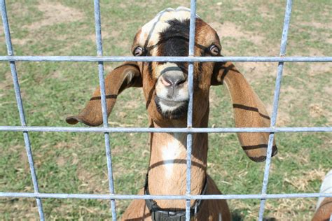 Brooding On: It's Goat Breeding Season!