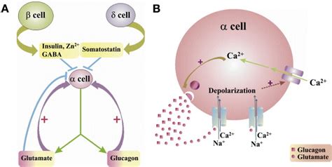 Pancreatic Islet α Cell Commands Itself: Secrete More Glucagon!: Cell ...