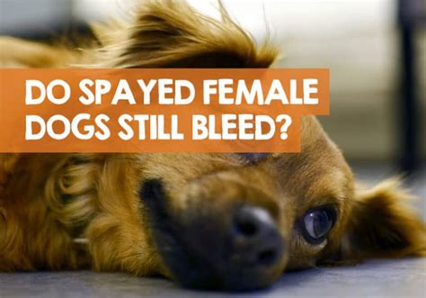 Do Spayed Dogs Still Bleed + Get Normal Period Discharge?