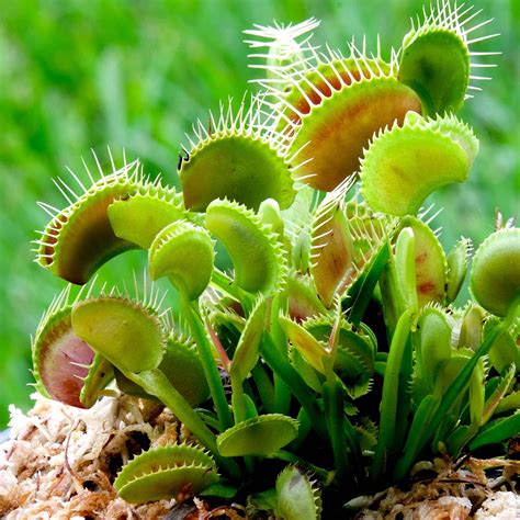 Venus Flytrap Seeds – Eden Brothers