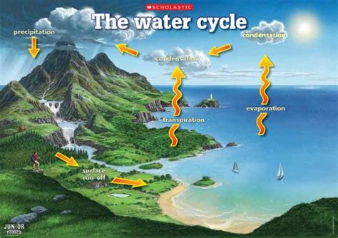 Water cycle – poster - Scholastic Shop