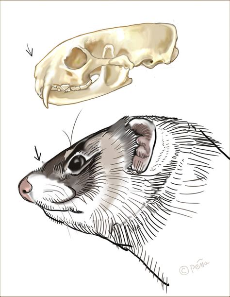 Ferret Skull And Head by Reptangle on DeviantArt