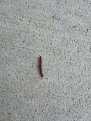 Tiny Brown Worms In My Carpet | www.resnooze.com