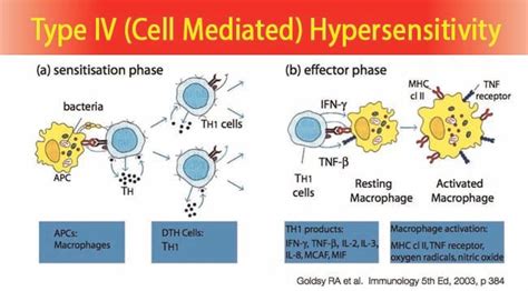 Type IV (Cell Mediated) Hypersensitivity- Mechanism and Examples