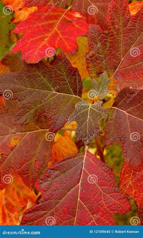 Close-up Fall Leaves Royalty Free Stock Photo - Image: 12109645