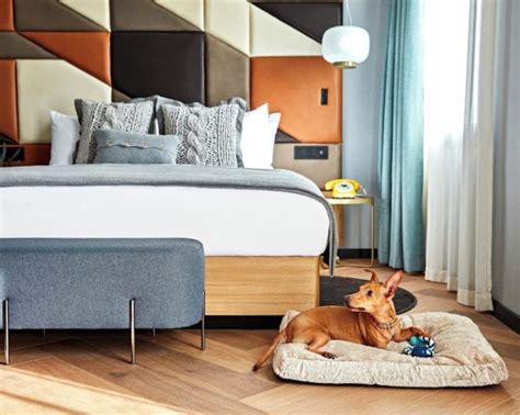 11 Hotels Where Dogs Stay Free | Pet-Friendly Hotel Chains - TravelAwaits