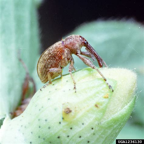 boll weevil (Anthonomus grandis grandis)