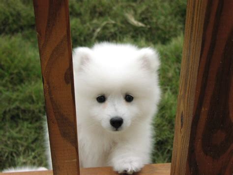 American Eskimo Dog Puppies - Doglers