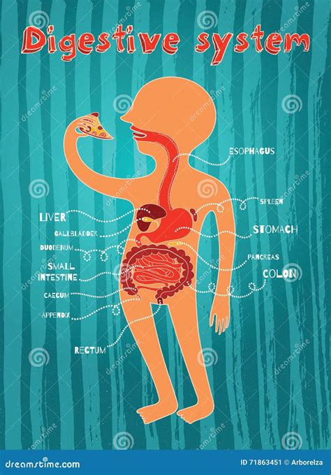 Illustrazione Di Vettore Dell'apparato Digerente Umano Per I Bambini Illustrazione Vettoriale ...